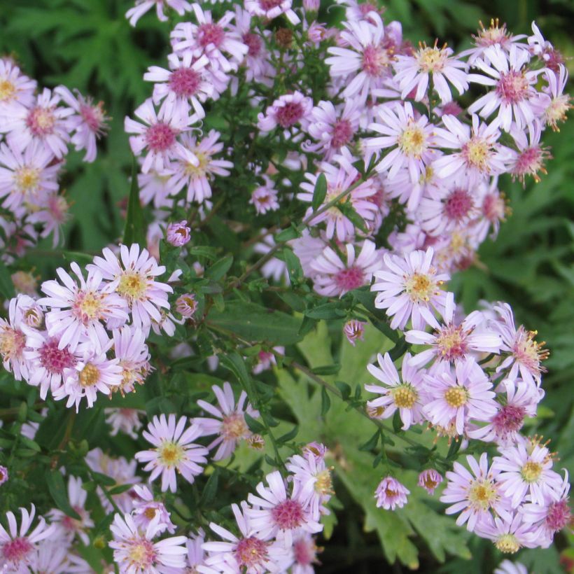 Aster lateriflorus Coombe Fishacre (Plant habit)