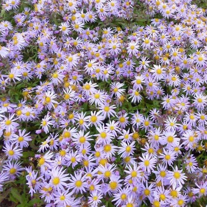 Aster ageratoides Eleven Purple (Flowering)