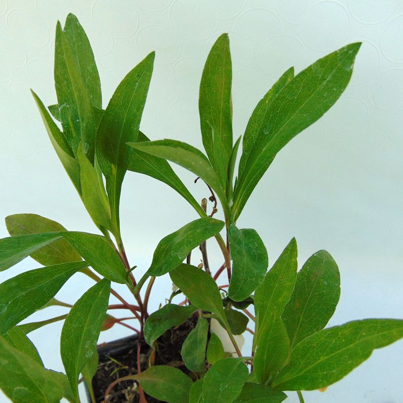 Aster Herfstweelde (Foliage)