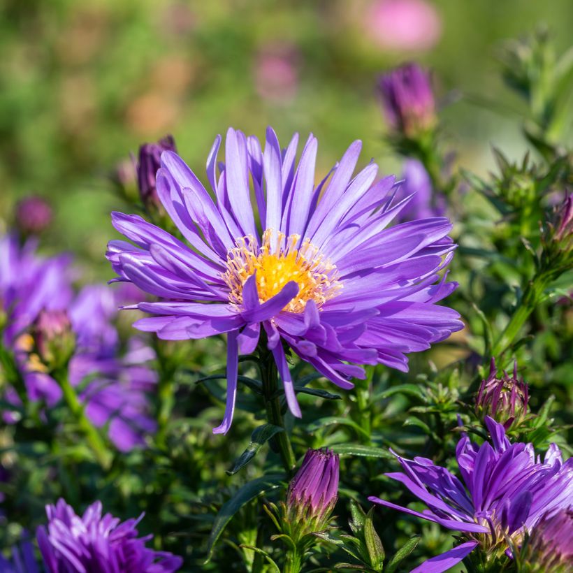 Aster Herfstweelde (Flowering)