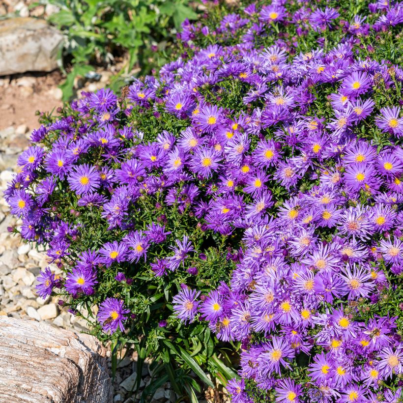 Aster Herfstweelde (Plant habit)