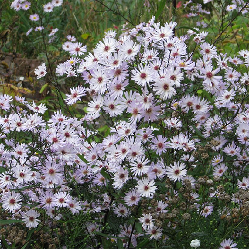 Aster hybrida Vasterival (Flowering)