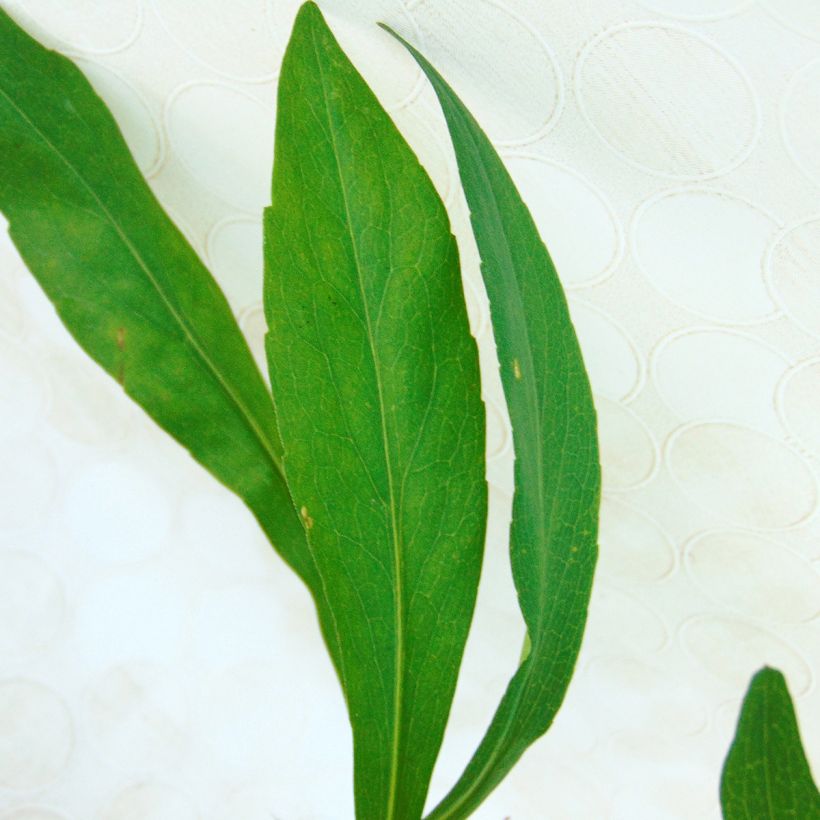 Aster hybrida Vasterival (Foliage)