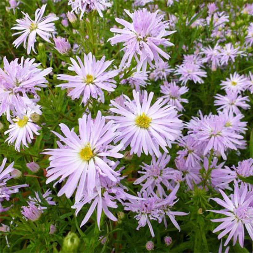 Aster novi-belgii Rosenquarz (Flowering)