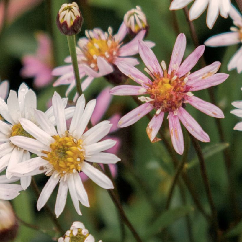 Aster rugulosus Asrugo (Flowering)