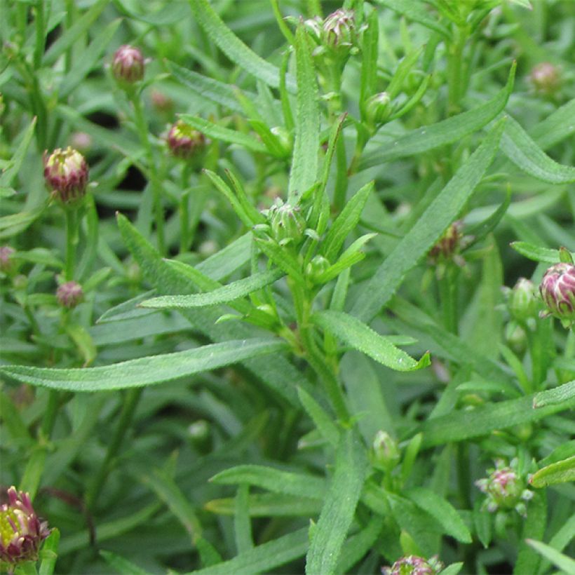 Aster ageratoides Adustus Nanus (Foliage)