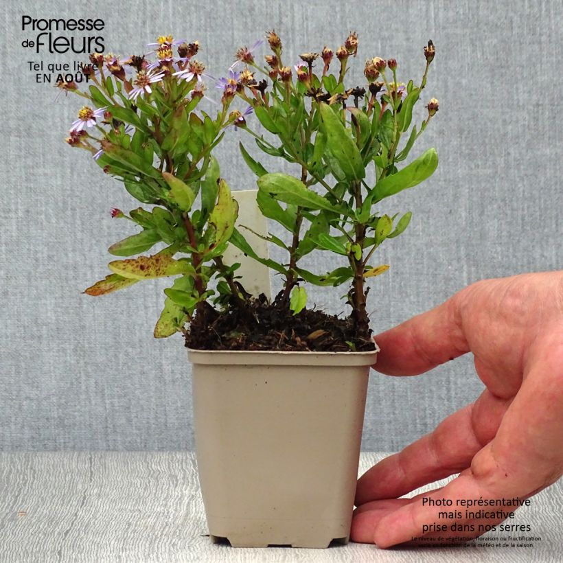 Aster ageratoides Adustus Nanus 8/9 cm pot sample as delivered in summer