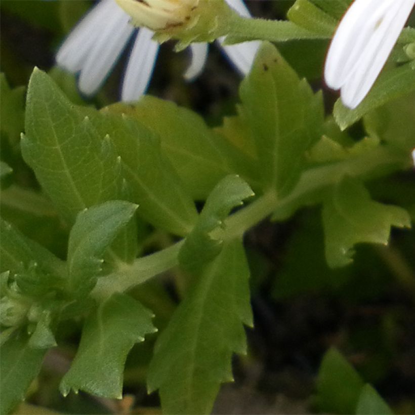 Aster ageratoides Ashvi (Foliage)