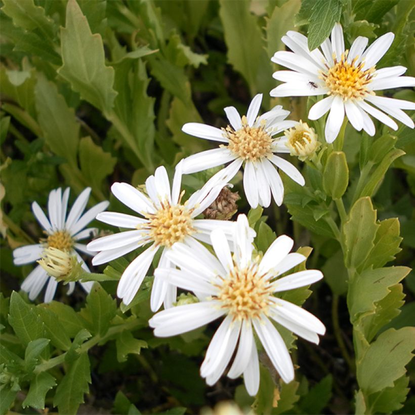 Aster ageratoides Ashvi (Flowering)