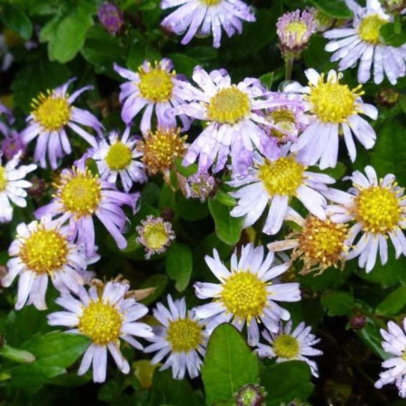 Aster ageratoides Asmo (Flowering)