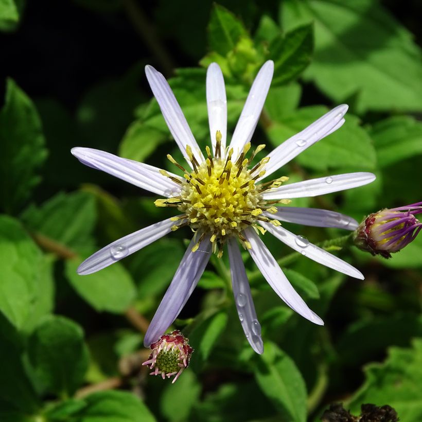 Aster ageratoides Asran (Flowering)