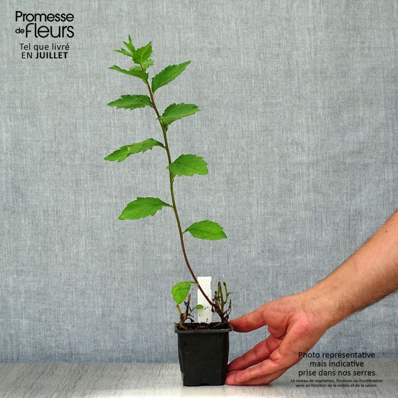 Aster ageratoides Asran 8/9 cm pot sample as delivered in summer