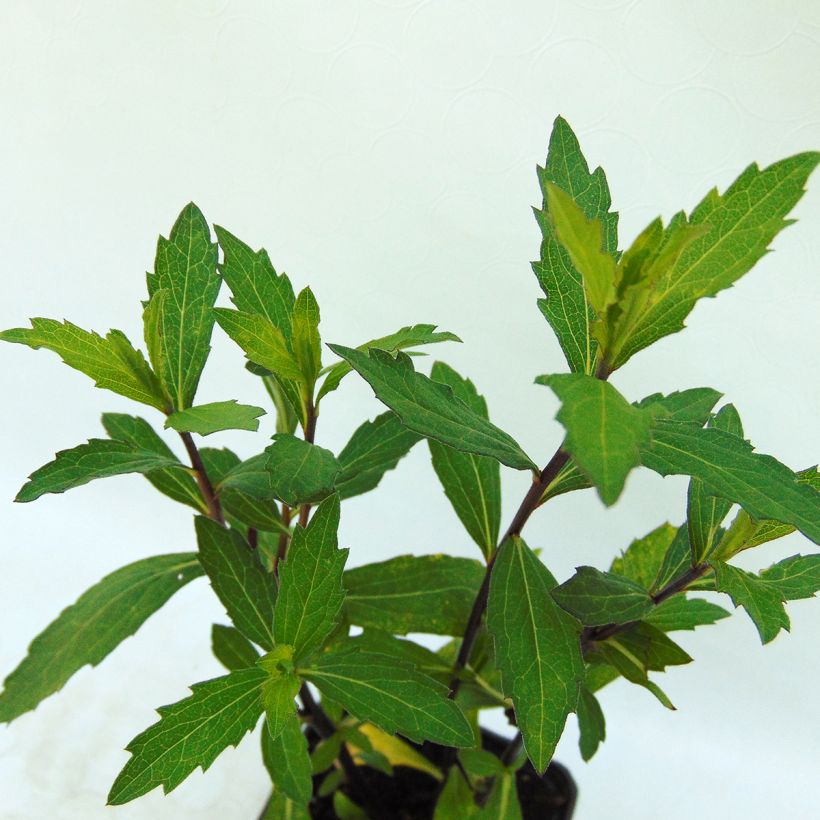 Aster ageratoides Ezo Murasaki (Foliage)