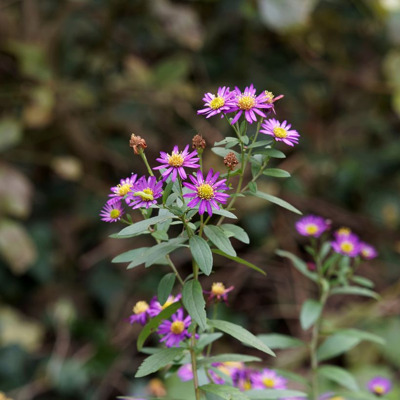 Aster ageratoides Ezo Murasaki (Flowering)