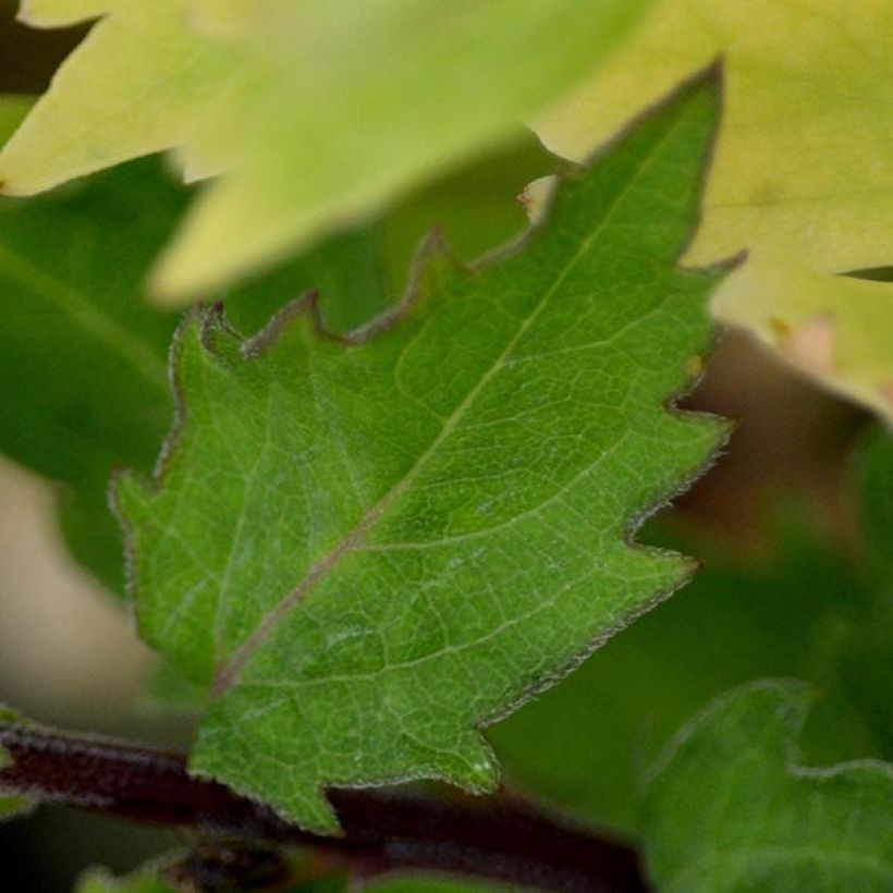 Aster ageratoides Harry Schmidt (Foliage)