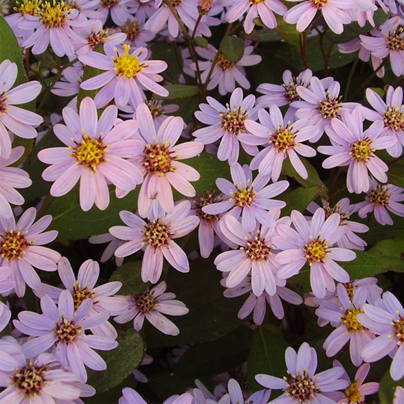 Aster ageratoides Harry Schmidt (Flowering)