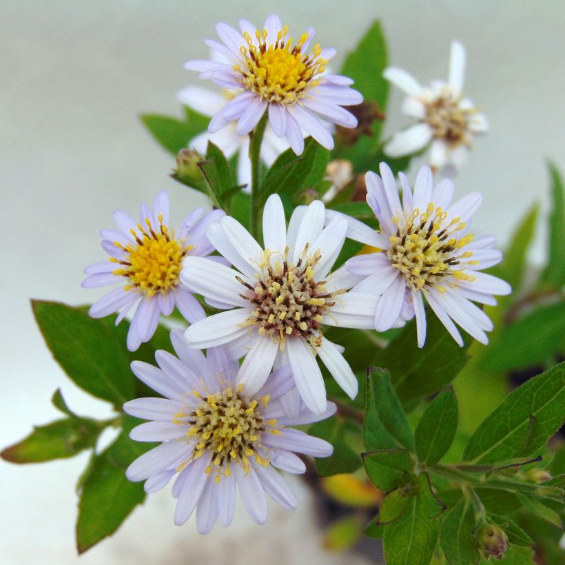 Aster ageratoides Stardust (Flowering)