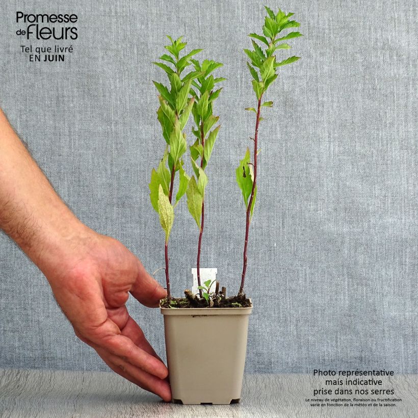 Aster ageratoides Stardust 8/9 cm pot sample as delivered in summer