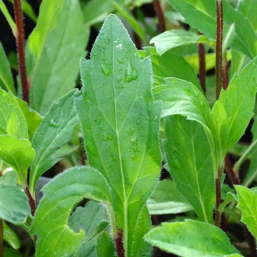 Aster ageratoides Stardust (Foliage)