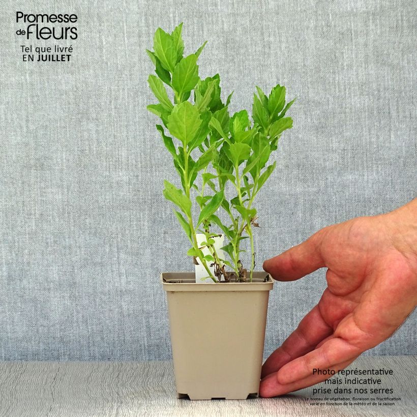 Aster ageratoides Starshine 8/9 cm pot sample as delivered in summer