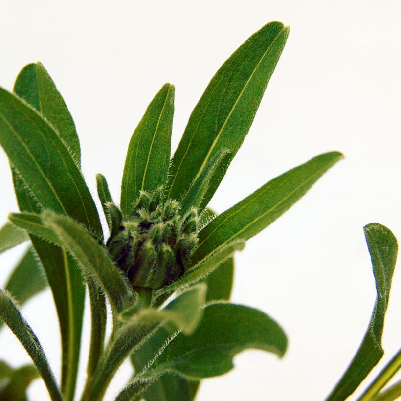 Aster alpinus Albus (Foliage)