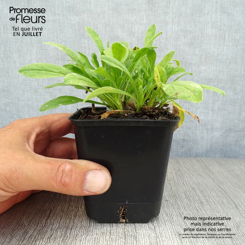 Aster alpinus Albus 8/9 cm pot sample as delivered in summer