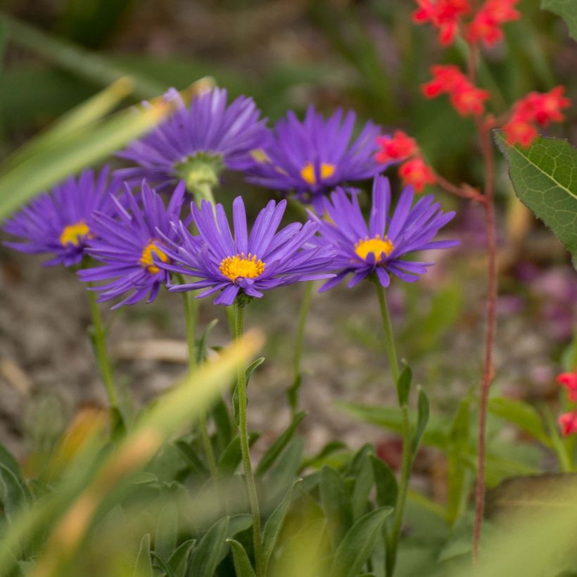 Aster alpinus Blue Beauty (Plant habit)