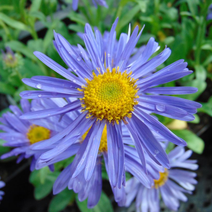 Aster alpinus Dunkle Schöne (Flowering)