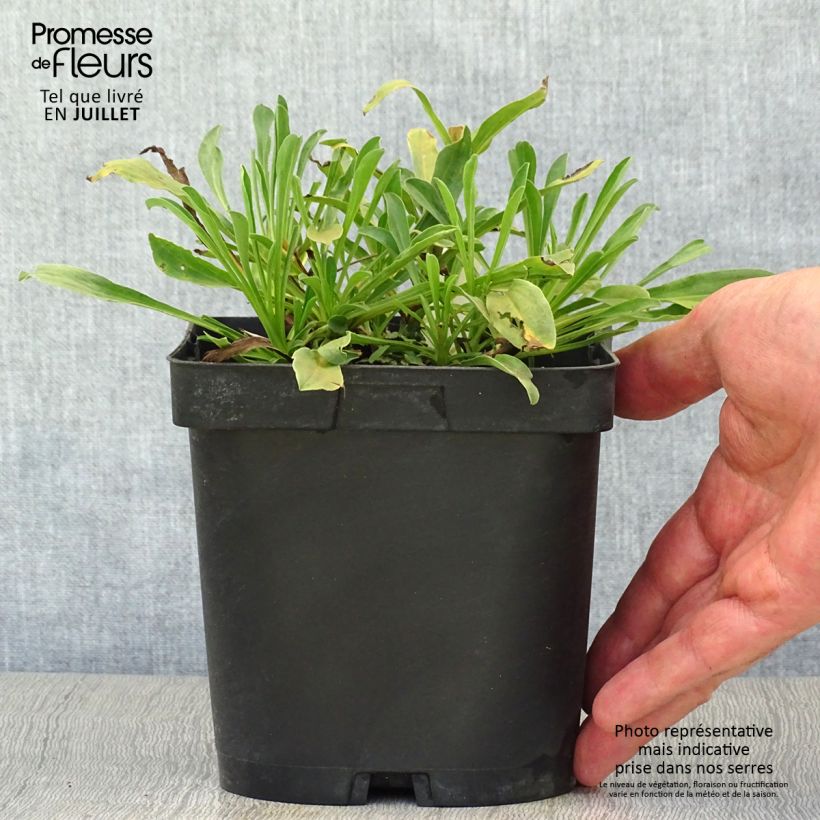 Aster alpinus Dunkle Schöne 2L/3L pot sample as delivered in summer