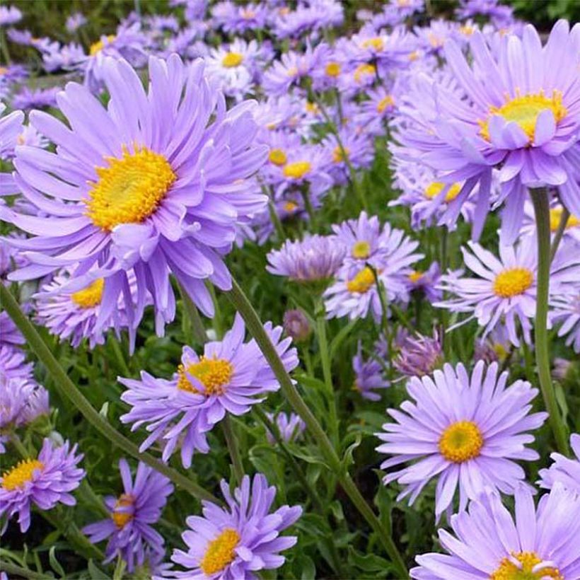 Aster alpinus Goliath (Flowering)