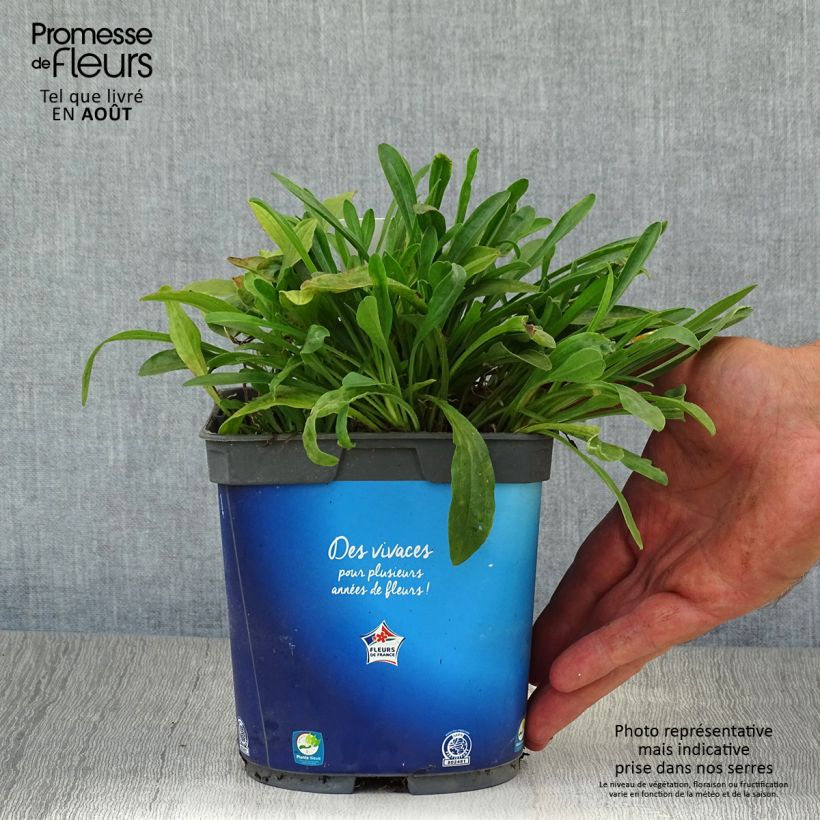 Aster alpinus Goliath 2L/3L pot sample as delivered in summer