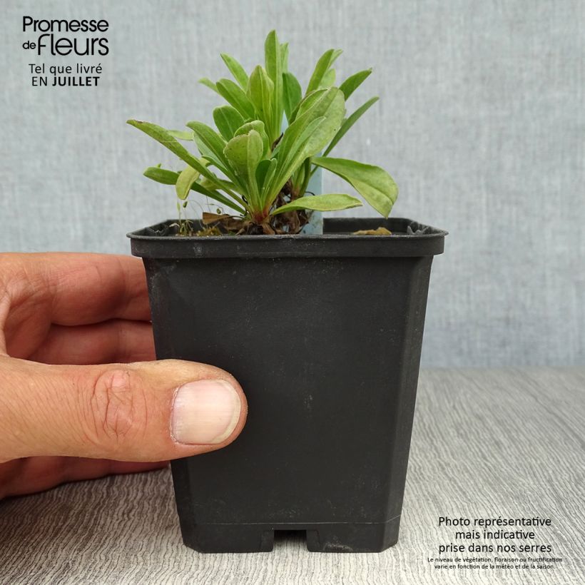 Aster alpinus Happy End 8/9 cm pot sample as delivered in summer