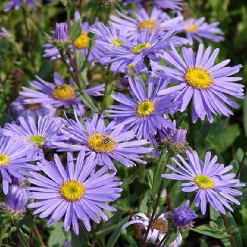 Aster amellus Dr Otto Petschek (Flowering)