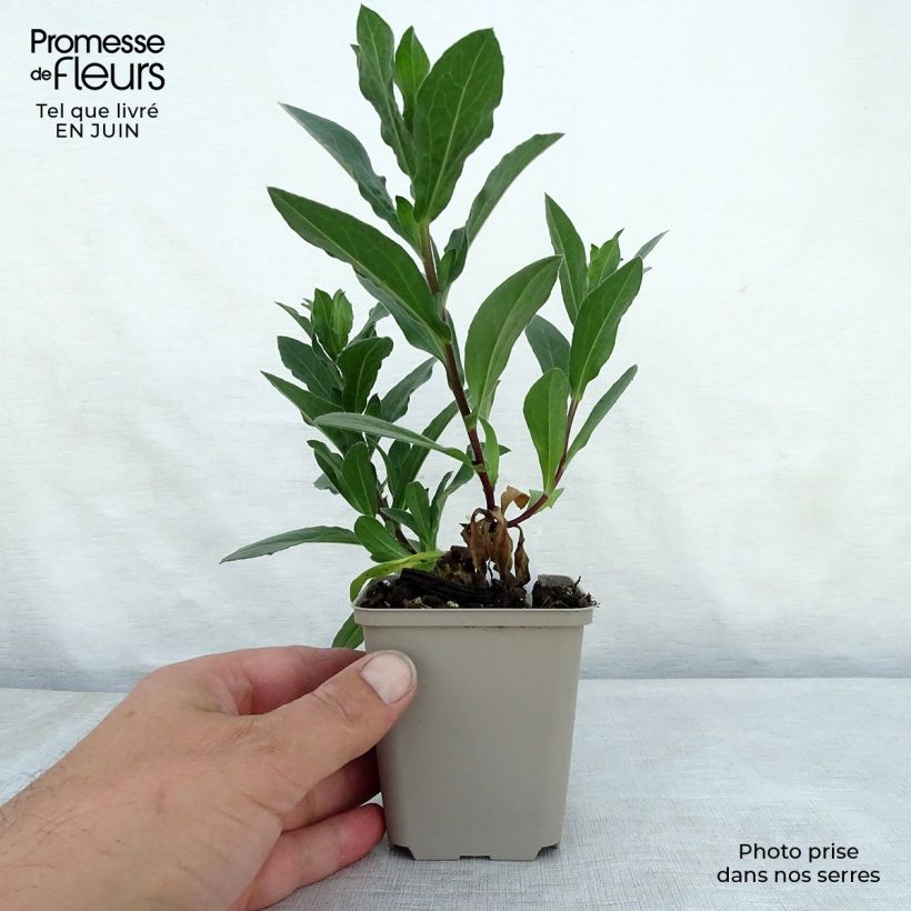 Aster amellus King George 8/9 cm pot sample as delivered in summer