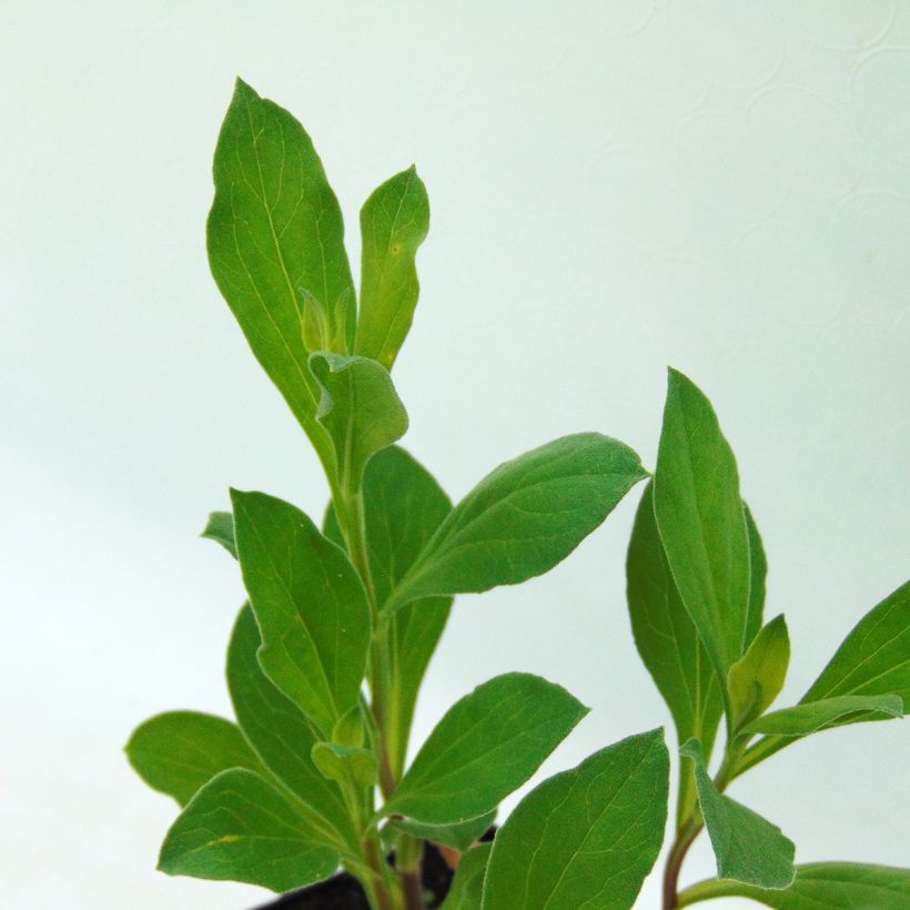 Aster amellus Rosa Erfüllung (Foliage)