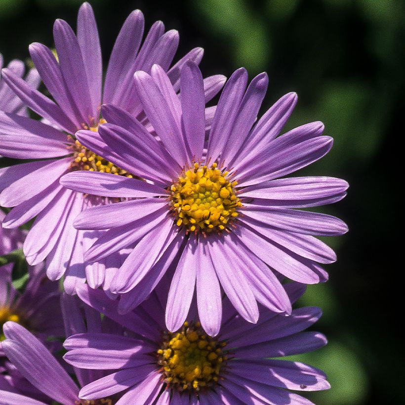 Aster amellus Rudolf Goethe (Flowering)