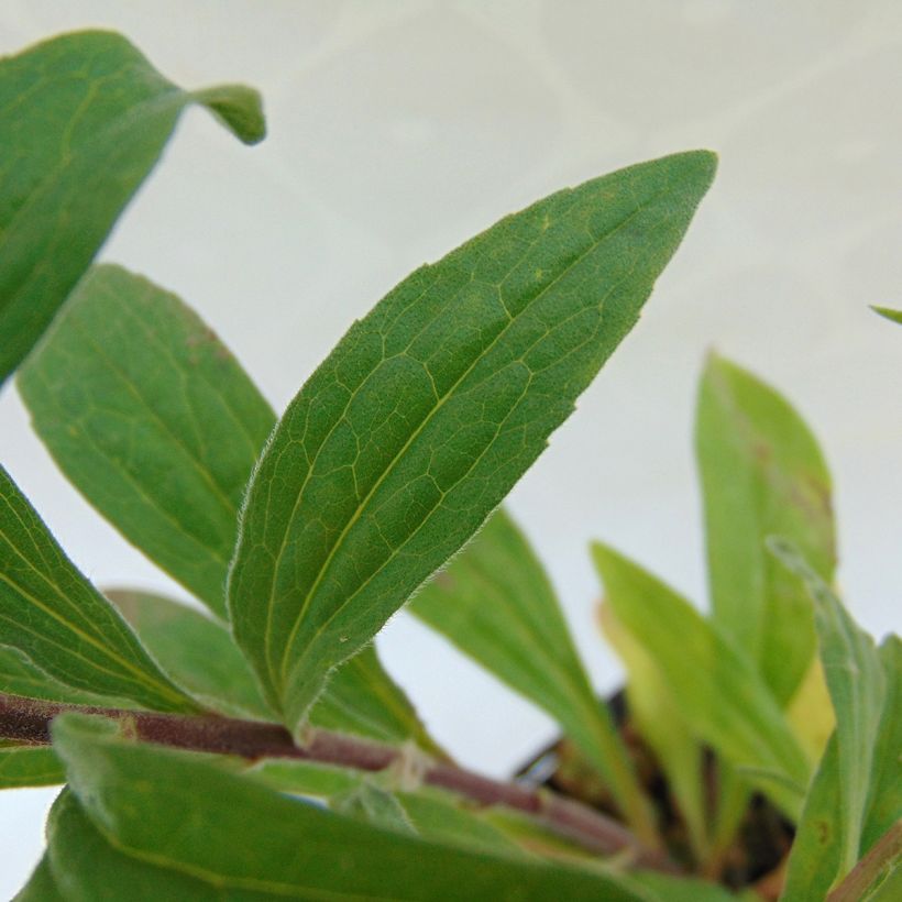 Aster amellus Grunder (Foliage)