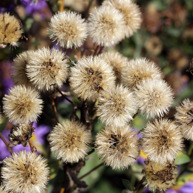 Aster amellus September Glow (Harvest)