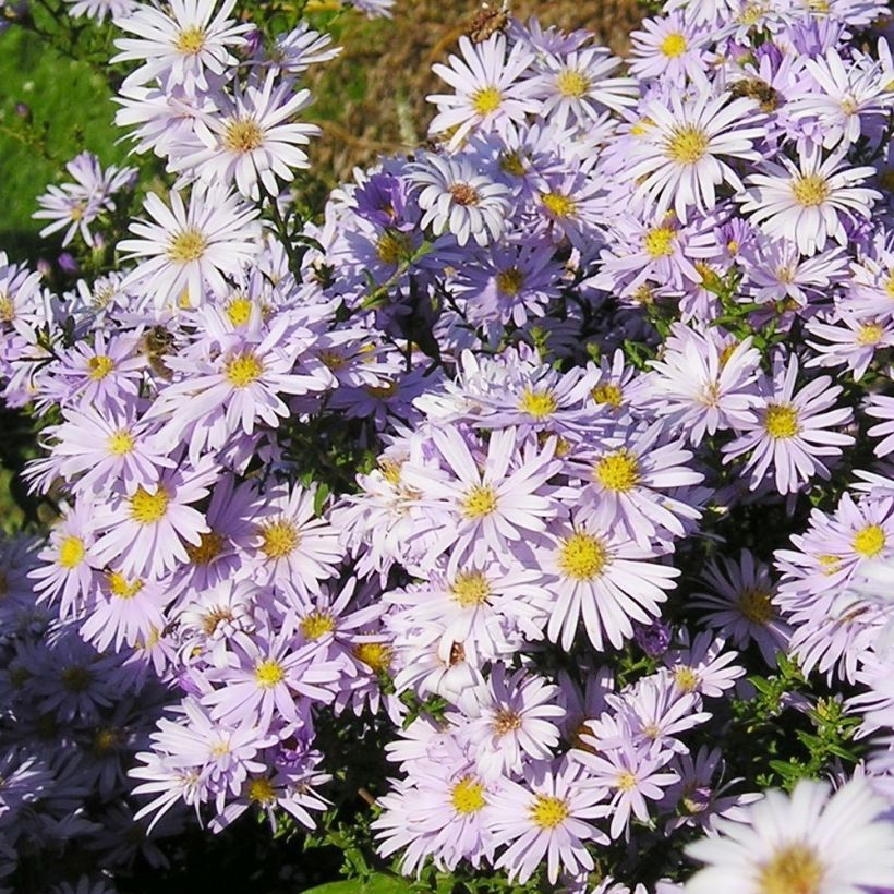 Aster amellus September Glow (Plant habit)