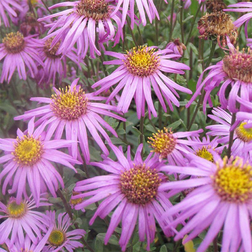 Aster amellus Sonia (Flowering)