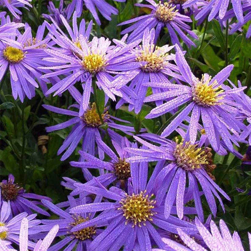 Aster amellus Sonora (Flowering)