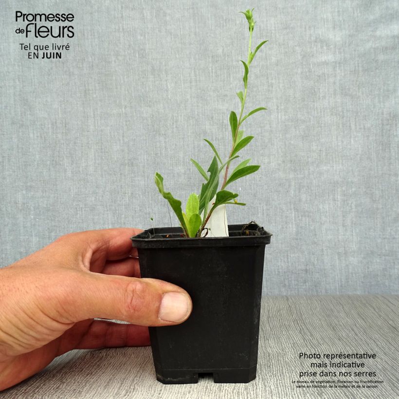 Aster amellus Veilchenkönigin - Violet Queen 8/9 cm pot sample as delivered in summer