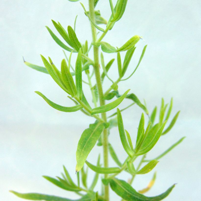 Aster amethystinus Kylie (Foliage)