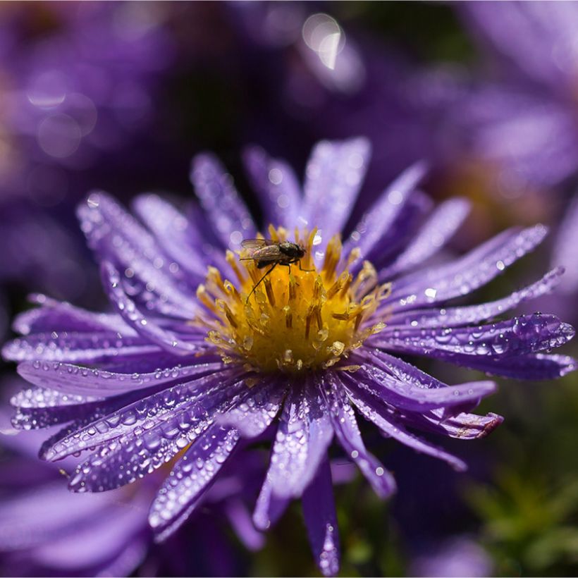 Aster azureus (Flowering)