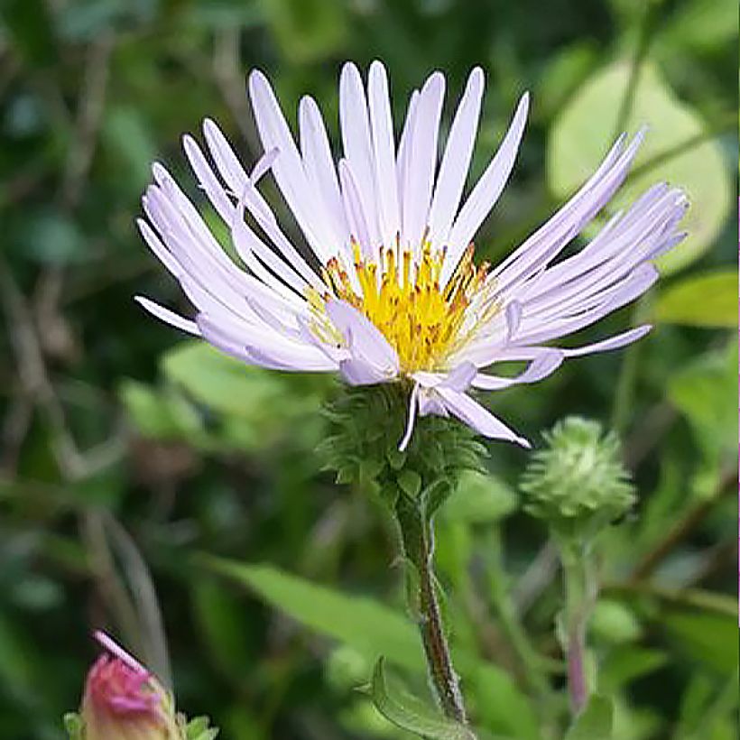 Aster carolinianus (Flowering)