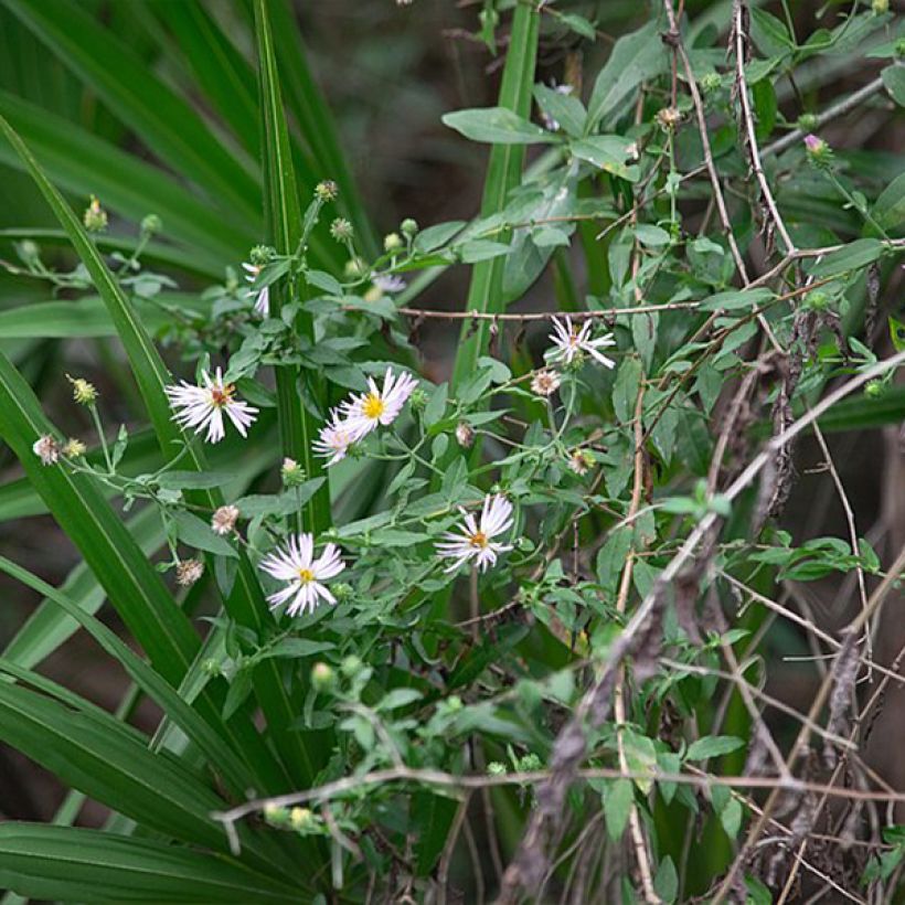 Aster carolinianus (Plant habit)