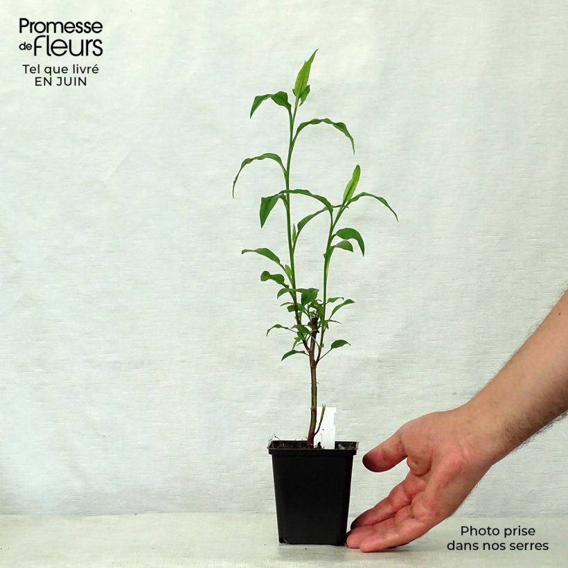 Aster cordifolius Photograph 8/9 cm pot sample as delivered in summer