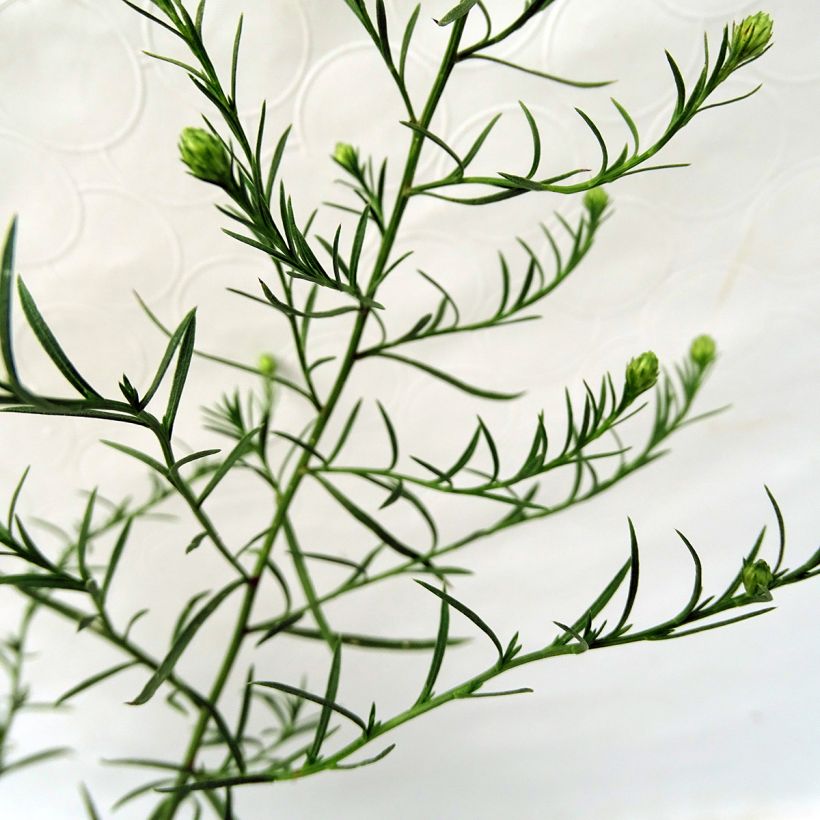 Aster datschii (Foliage)