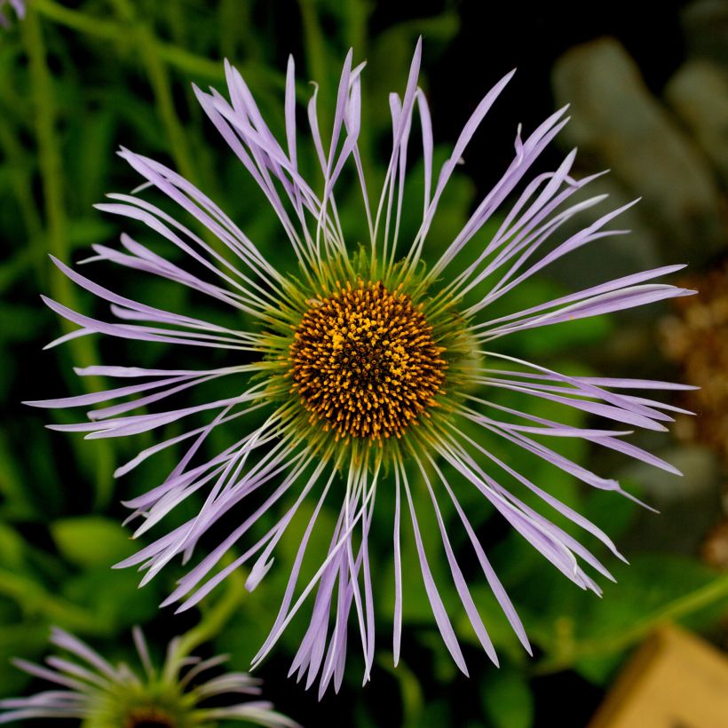 Aster diplostephioides (Flowering)