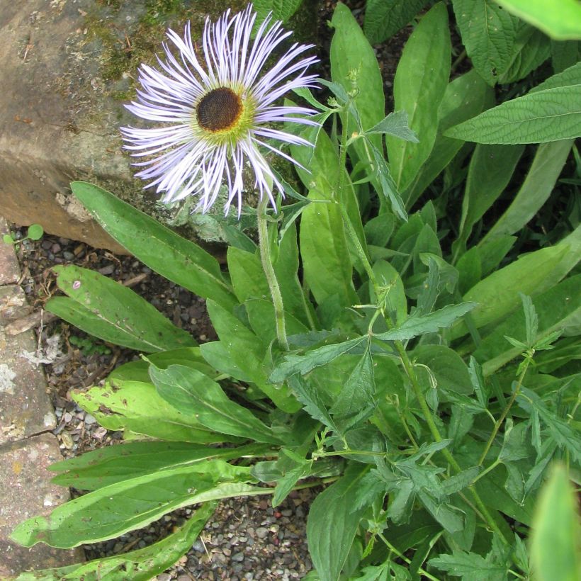 Aster diplostephioides (Plant habit)